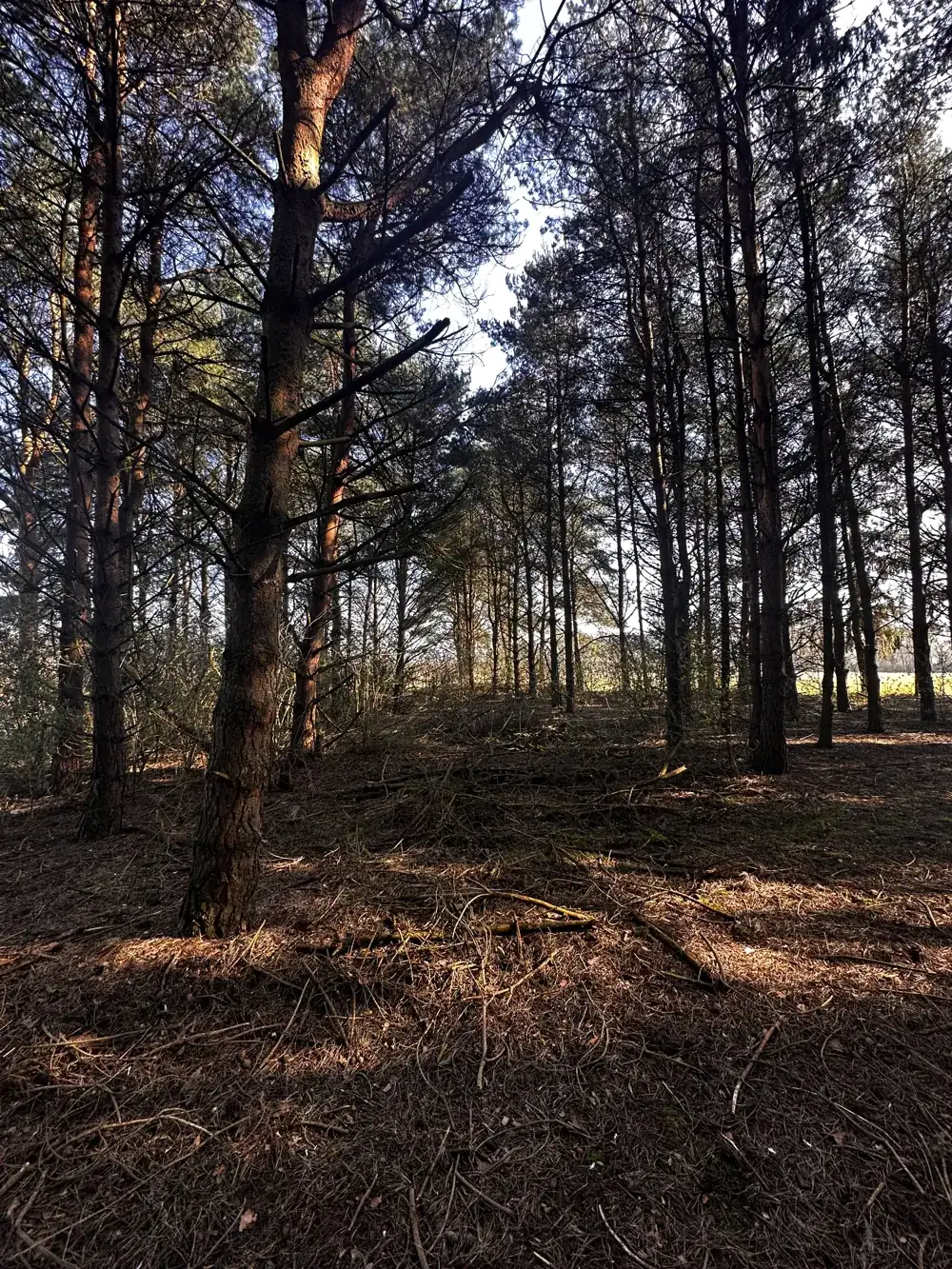 Pine woodland with low sun through the trees