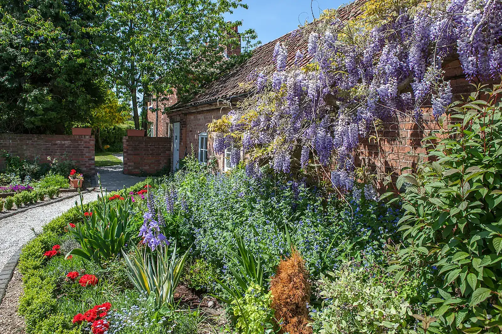Wisteria and spring flowers in the gardens beside Patchings Art Centre