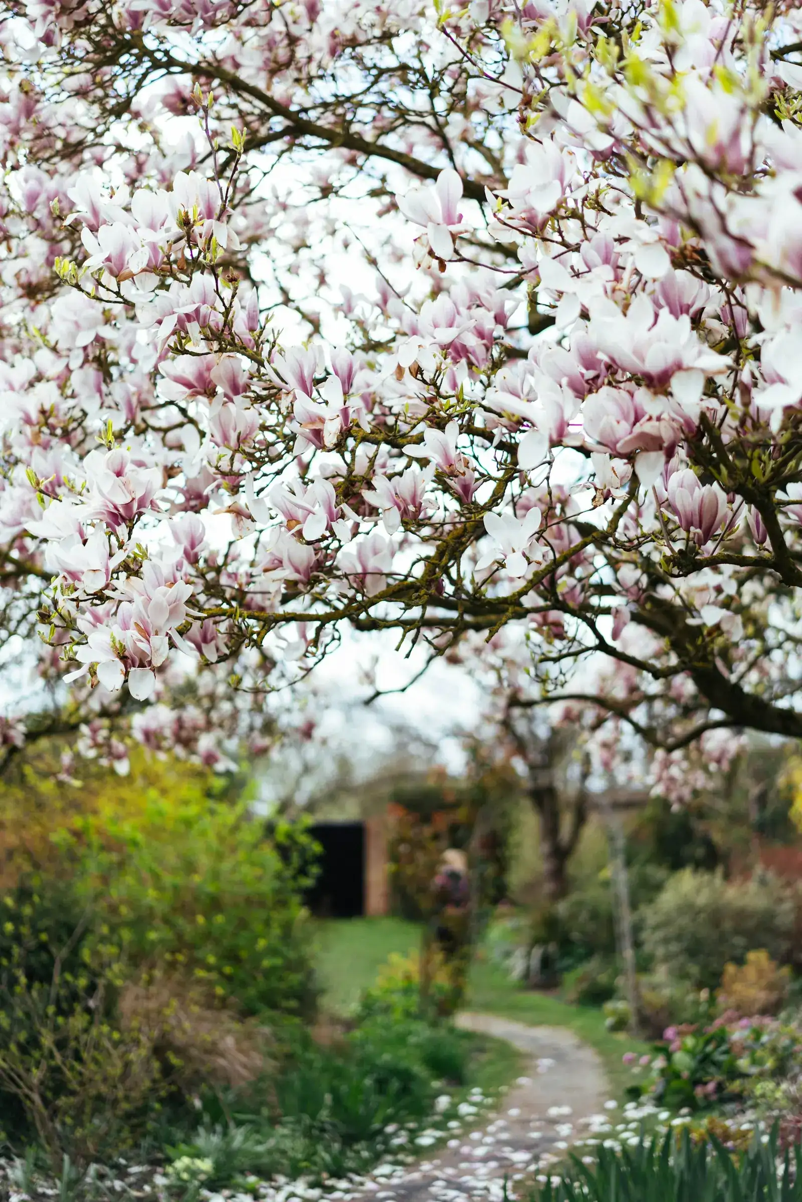Magnolia blossom over a garden path