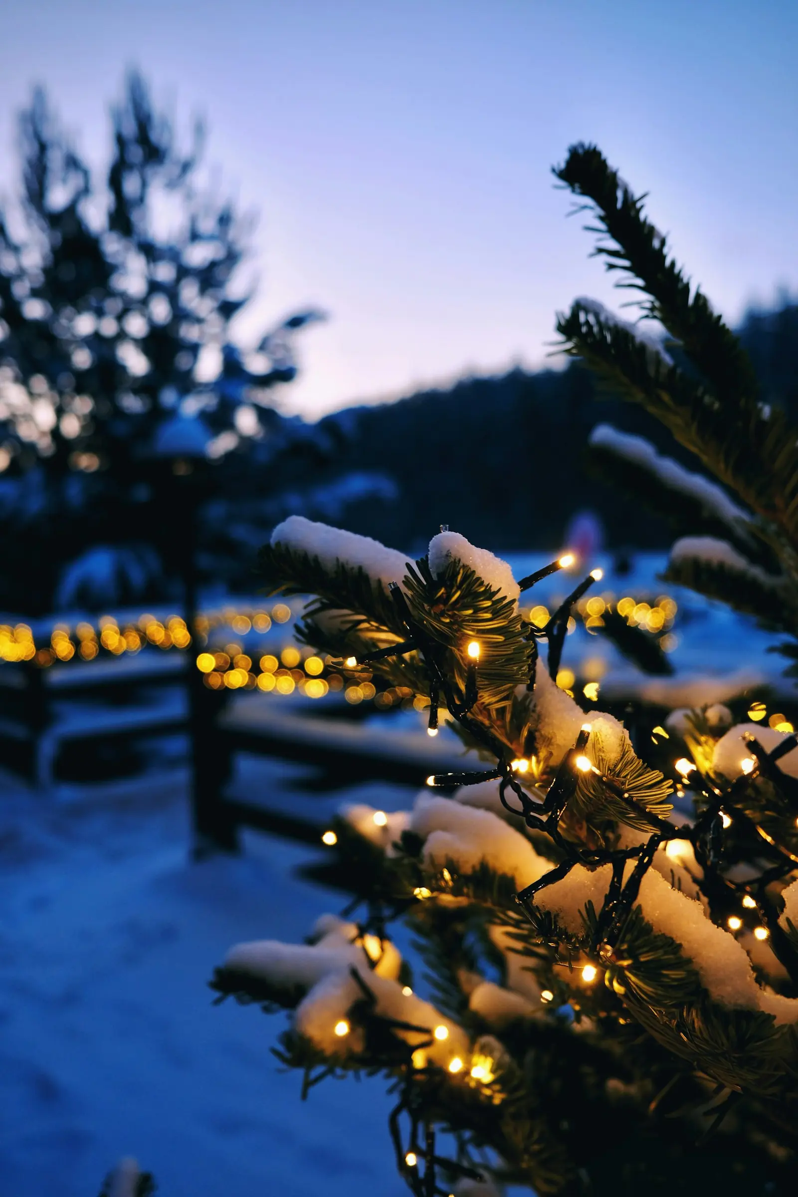 Christmas tree lights in the snow